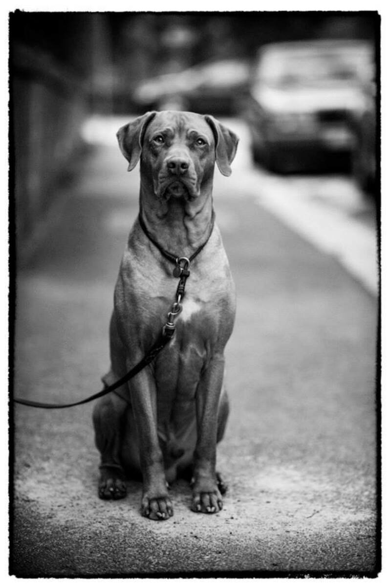 Projektledare med hund söker kontorsrum