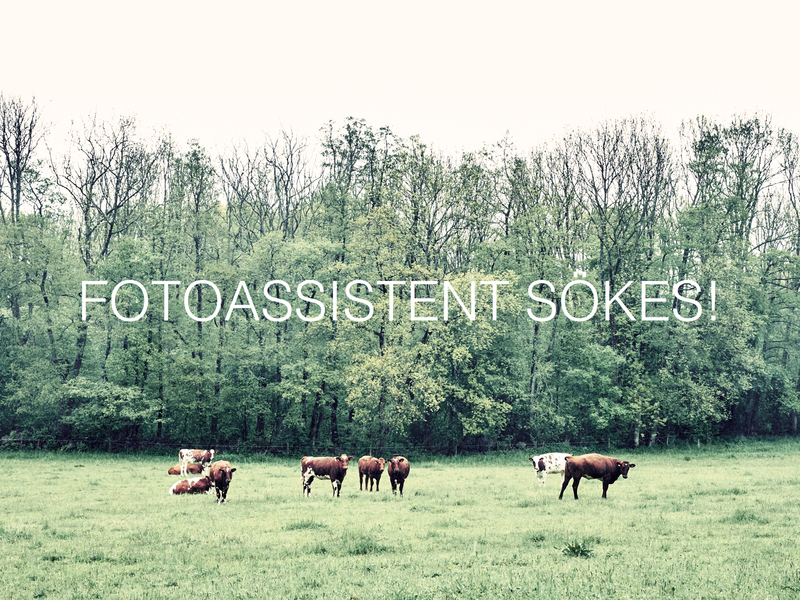 Frilansassistent sökes!