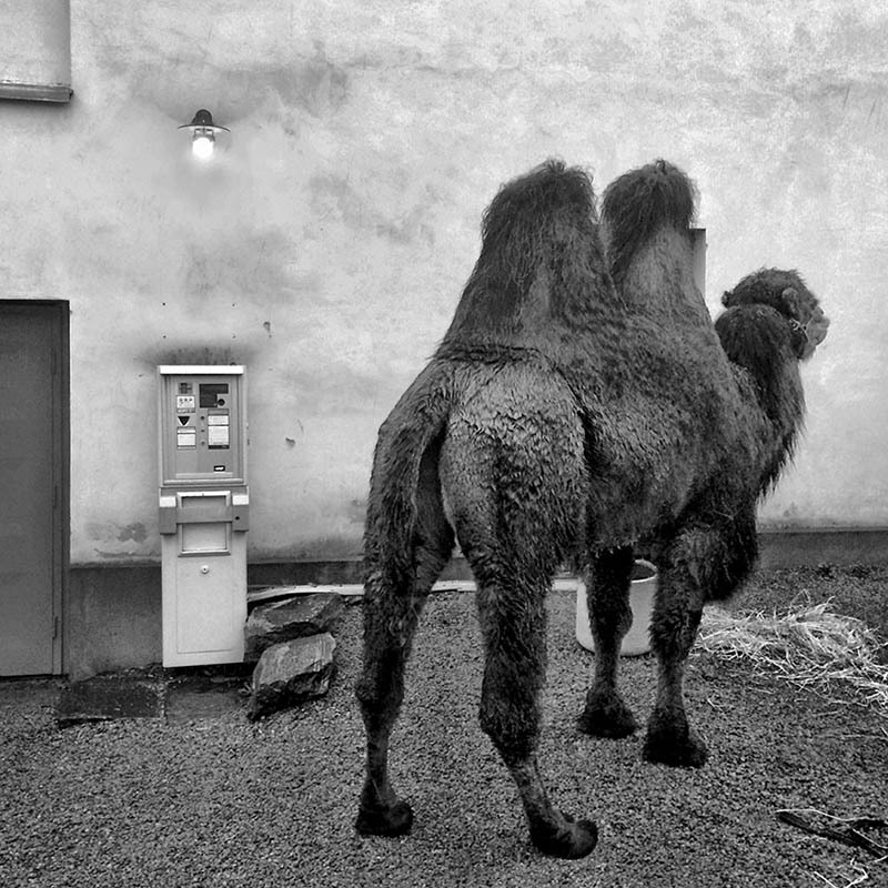 Vernissage Jerker Andersson, Phone Diary